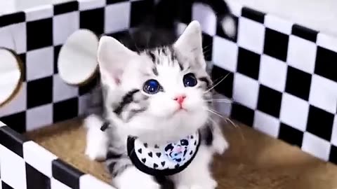 IM cute baby cat 😻