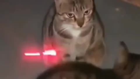 cut cats fanny videos