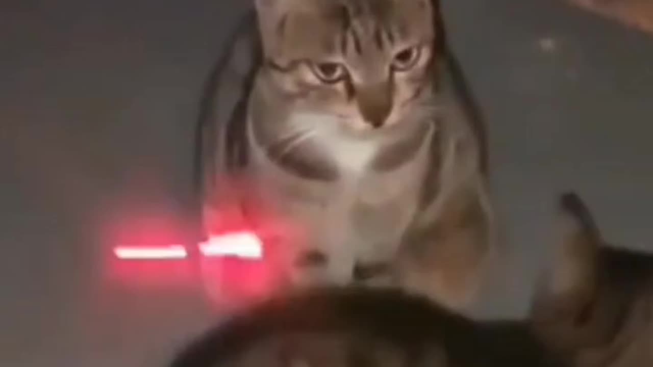 cut cats fanny videos