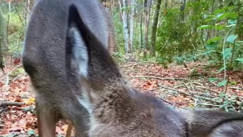 Deer in the Woods Being Friendly to Hunter
