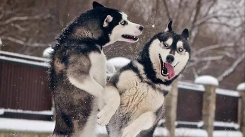 huskies-are-the-ultimate-drama-queens--funny-animals-videos-202XX