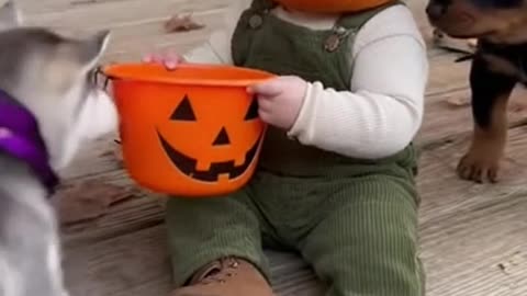 Halloween, candy, baby, pumpkin, puppy