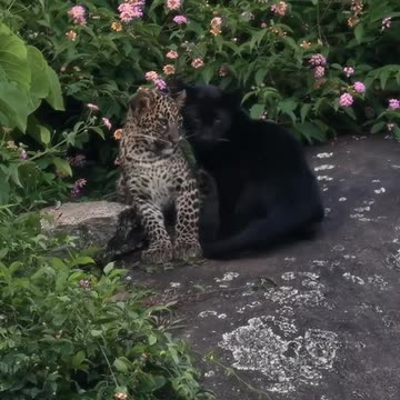 Majestic graceful animals