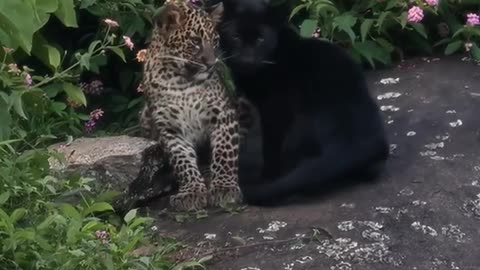 Majestic graceful animals