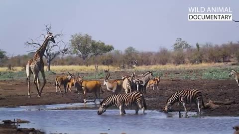 wild animal documentary