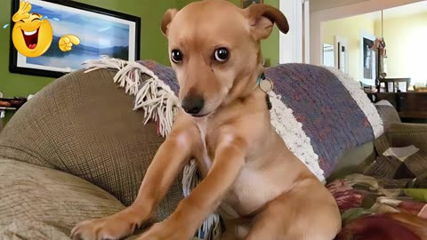 funniest cats and dogs moments compilation part 45