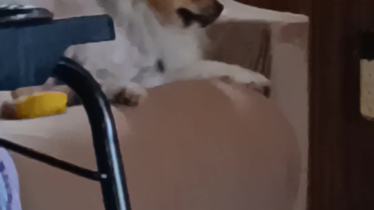 Poor puppy