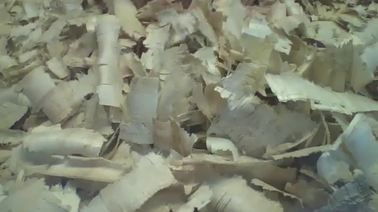 Hamster tries to hide under the wood chips, but was seen in the end [Nature & Animals]