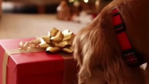 🎁🐶🎄 My Dog Opened His Christmas Gift… His Reaction Is Priceless 😭✨