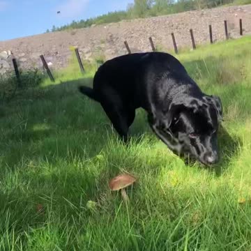 Liberty caps in august!? Wtf