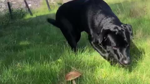 Liberty caps in august!? Wtf