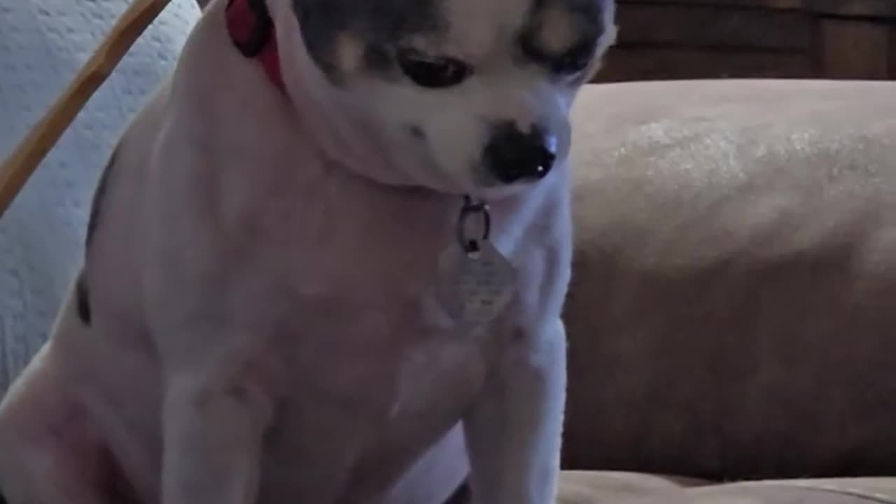 Ollie Demands Scratcher