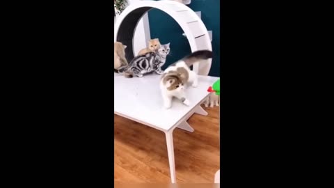 Funny animals video