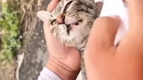 Oila onasining hayotini saqlab qolish uchun veterinarlarning harakatlari❣️