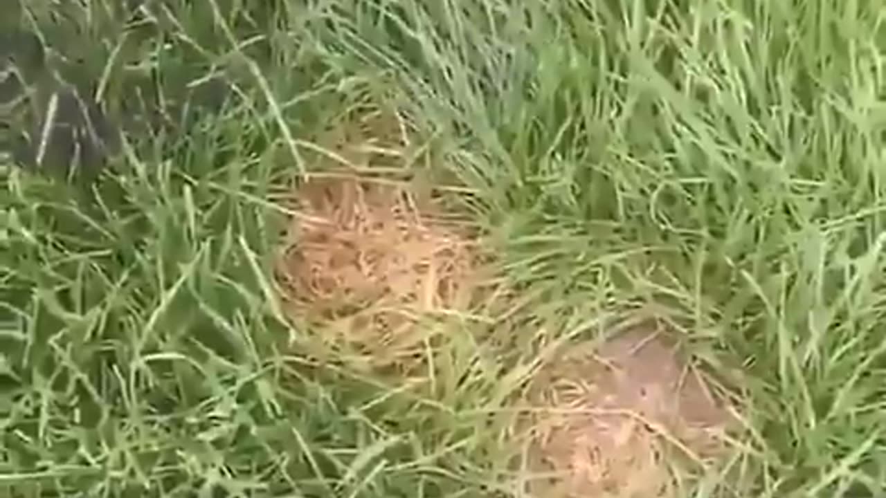 Before you cut the grass, check for baby rabbits🐰😱