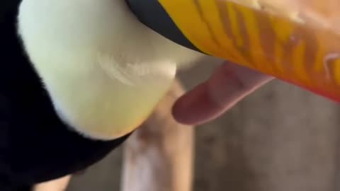The sound toucans make when they are happy