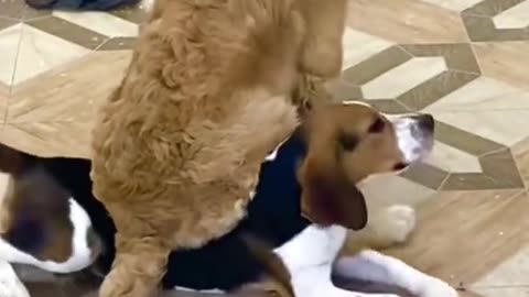 Littels Dog's Comedy Videos 🤣 so cute videos 😍 funny videos 🤣