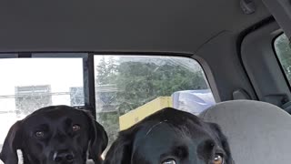 My dogs love riding in the truck