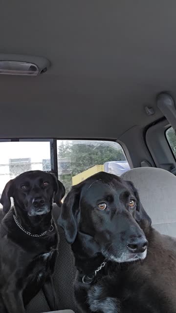 My dogs love riding in the truck