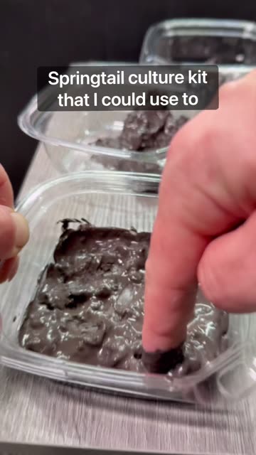 Tropical Springtails