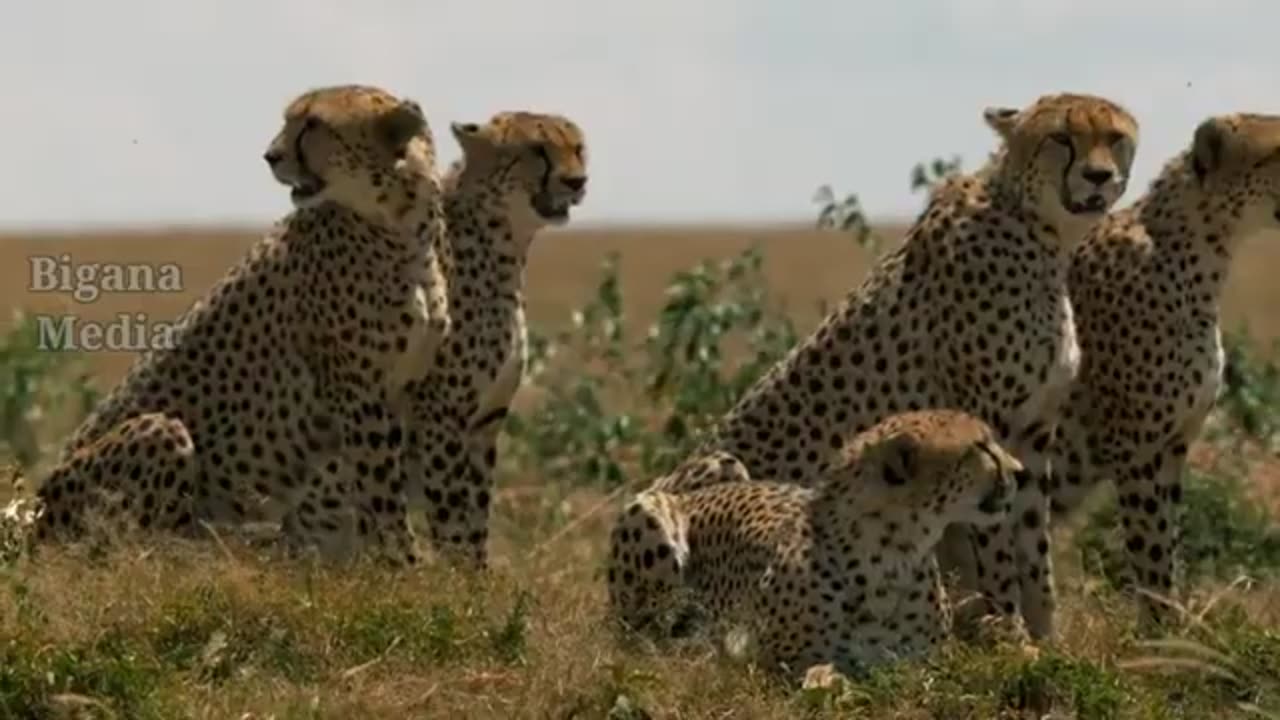 animals