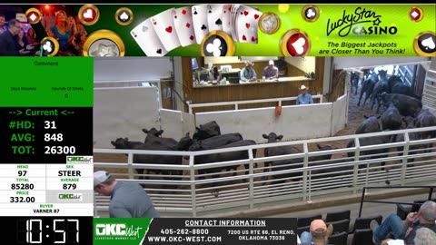 7/23/2025 - Feeder Calf Auction - OKC West
