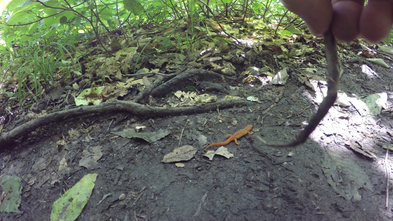 Thursday, June 8, 2023, walking around with Salamanders about on the Long Trail in Vermont