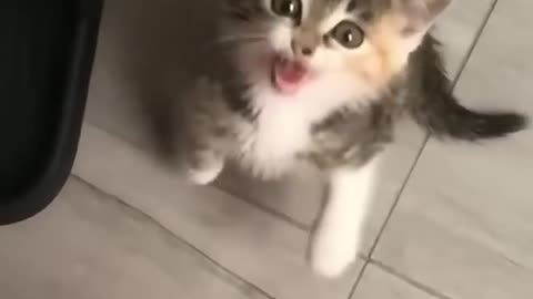 Funny_Pets___2025😂_Funny_Dogs_And_Funny_Cats_Videos_🐱_🐕_😄