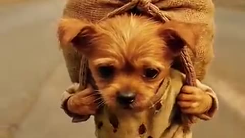 The poor puppy didn't have samosa so, his rich friends making fun of him