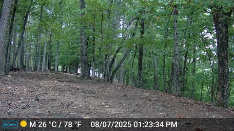 The Woods – 08/08/2025
