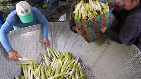 How to Process Fresh Bamboo Shoots Bamboo Tube BBQ - Taiwanese Food part 1