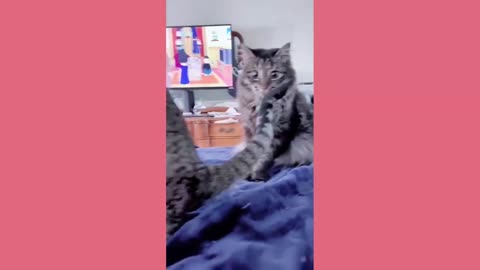 🐶😸 Funny Cats and Dogs Compilation – Cutest & Funniest Pet Moments!
