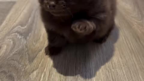 3 Adorable Puppies That Look Like Plush Toys – 3 Cățeluși Adevărați, Drăgălași de Plus! 🐶💖