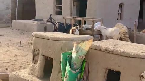 Feeding Animals in the Village Farm 🐑 | Peaceful Village Routine