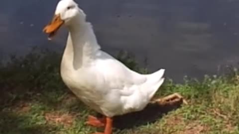 duck