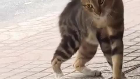 Why Are These Cats So Dramatic?