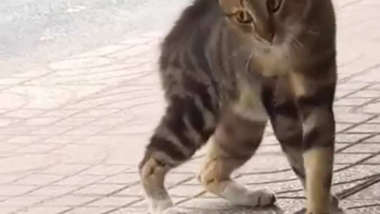 Why Are These Cats So Dramatic?
