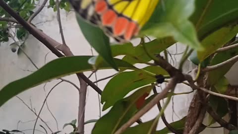 Butterfly🦋