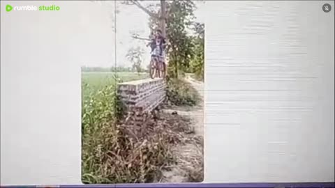 Peacock beaten by weasel on neck