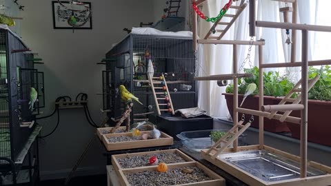 The Search for Seeds...