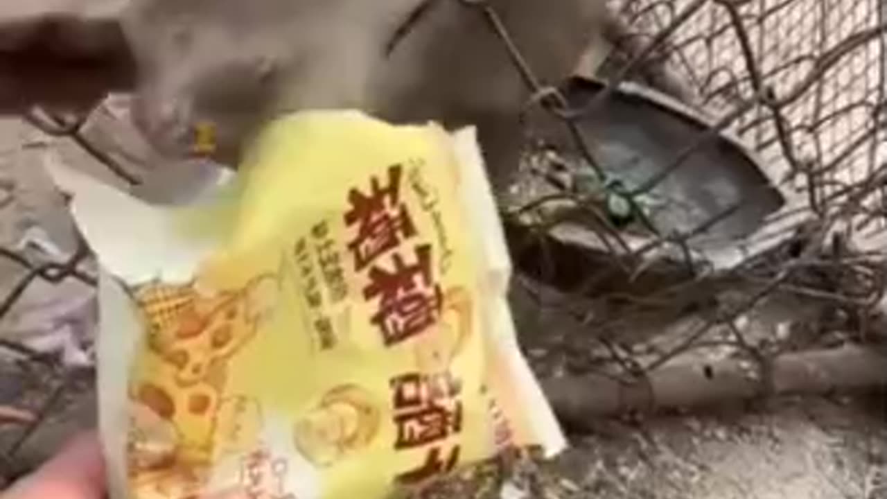 Funny videos of 🤣😂 dog and monkey 🐒