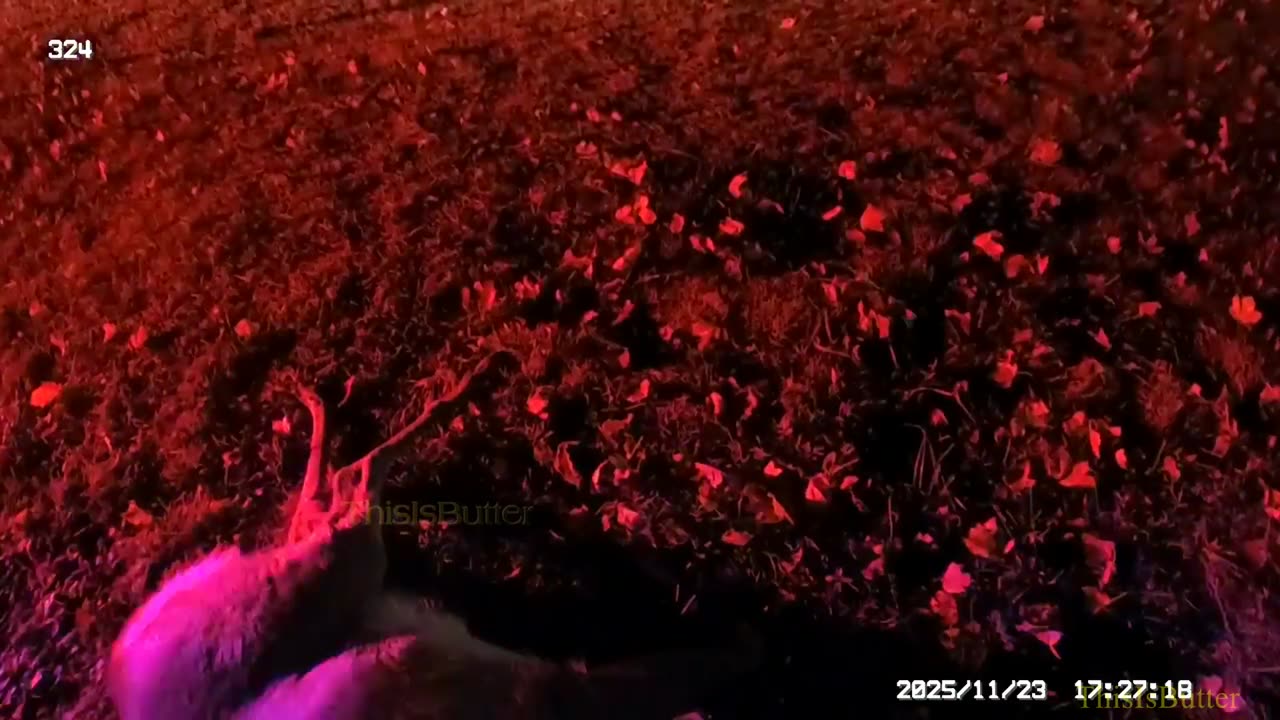 Bodycam released in response to a Facebook post of a misconduct claim on officer of an injured deer