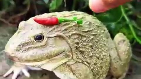 frogs, funny frogs, frogs and vegetables, frog eating, frog moments,