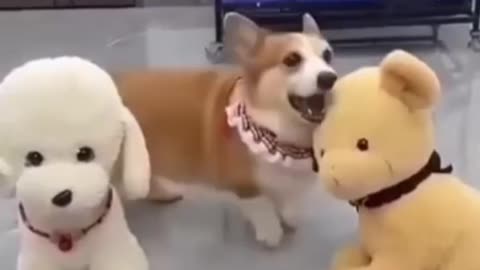 Funny 😂 video of dog 🐕
