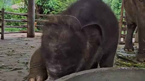 Baby elephant