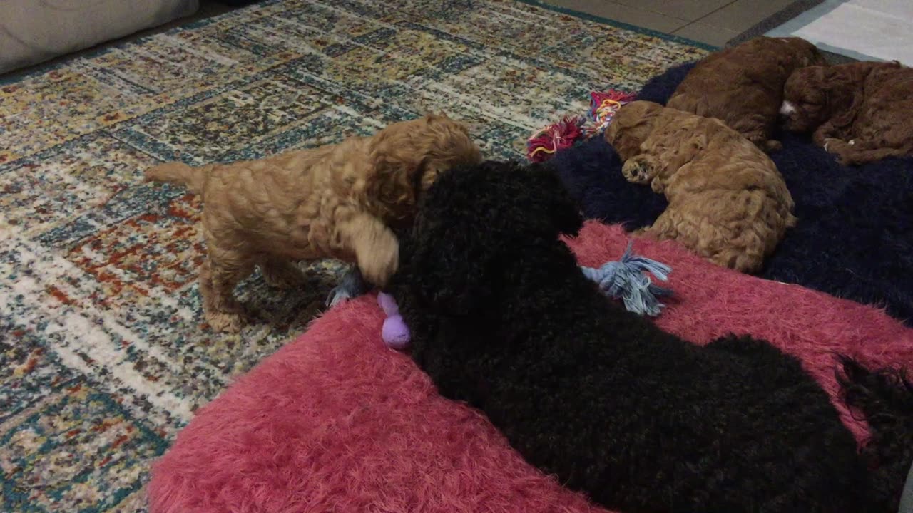 Lovely Puppies 5