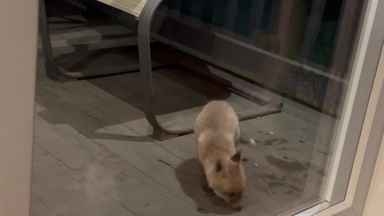 Cats Observe Curious Baby Fox