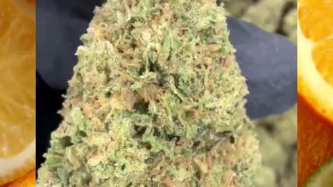 Sour Gary THCa Flower | Top Shelf Indoor | 28% Potency | Euphoric Hybrid | Cookies × Citrus Diesel
