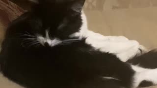 CLEAN CAT