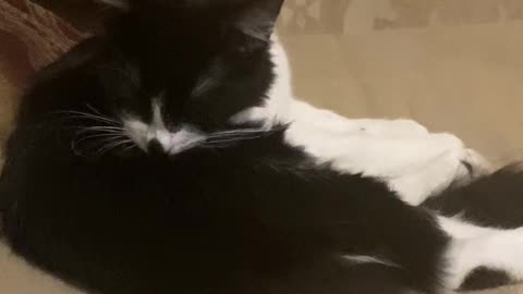 CLEAN CAT